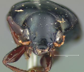 Media type: image;   Entomology 25670 Aspect: head frontal view